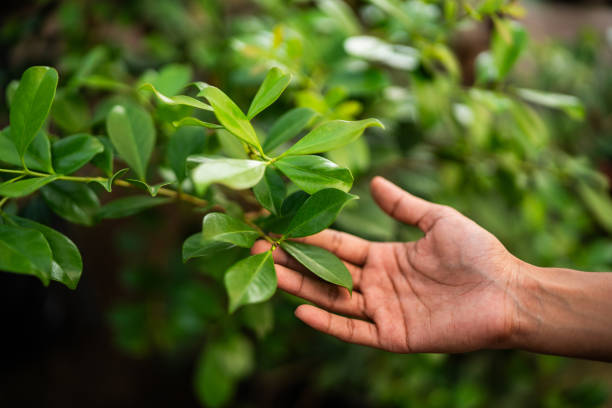 How Our Tree Care Process Works  in  Speers, PA